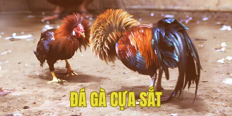 Banner www.minhkiet.com.vn